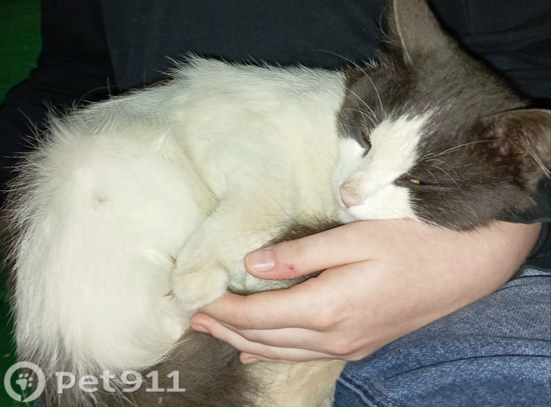 Найдена кошка в Вологде — фото объявления