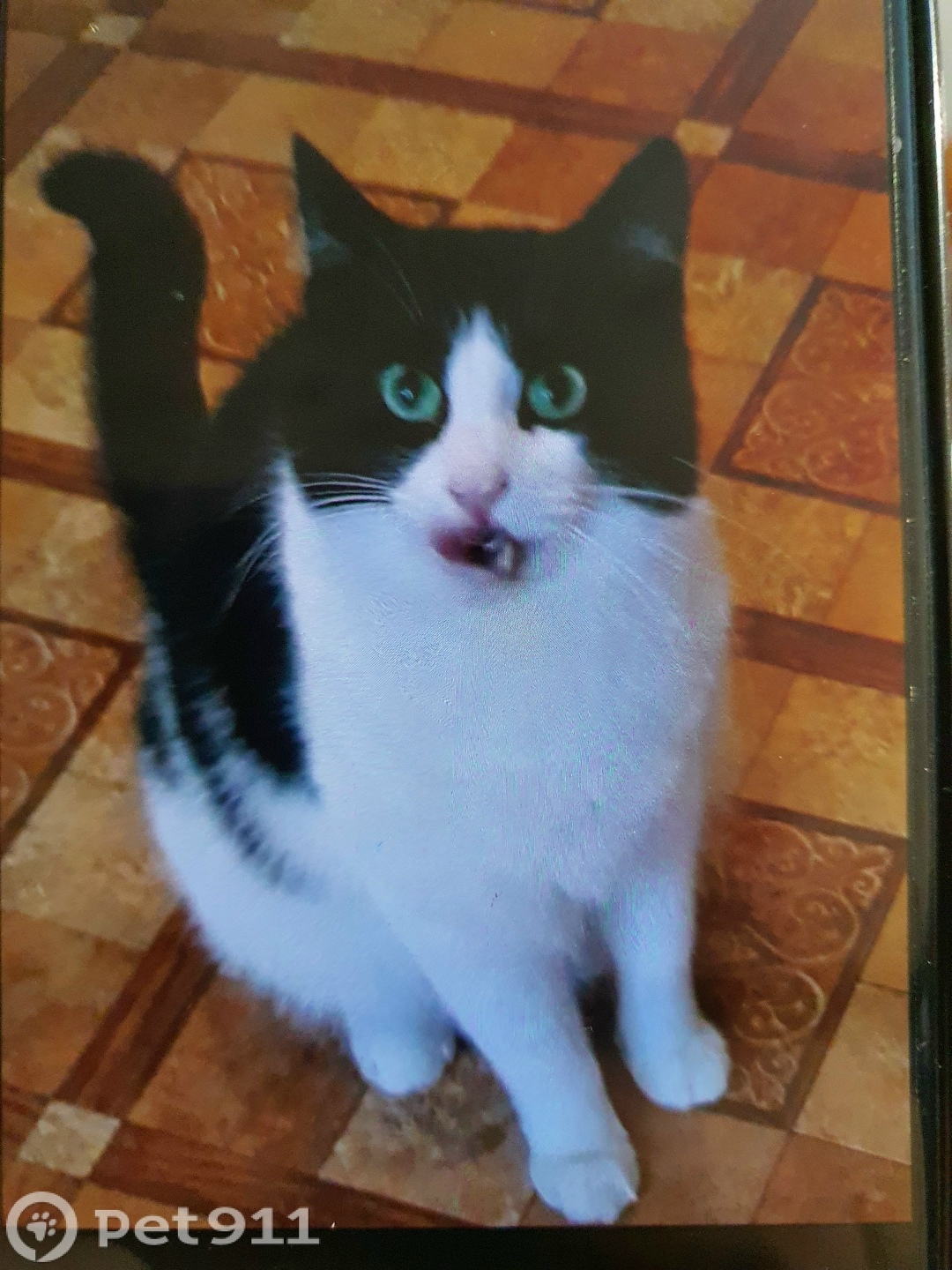 Пропала кошка в Вологде — фото объявления