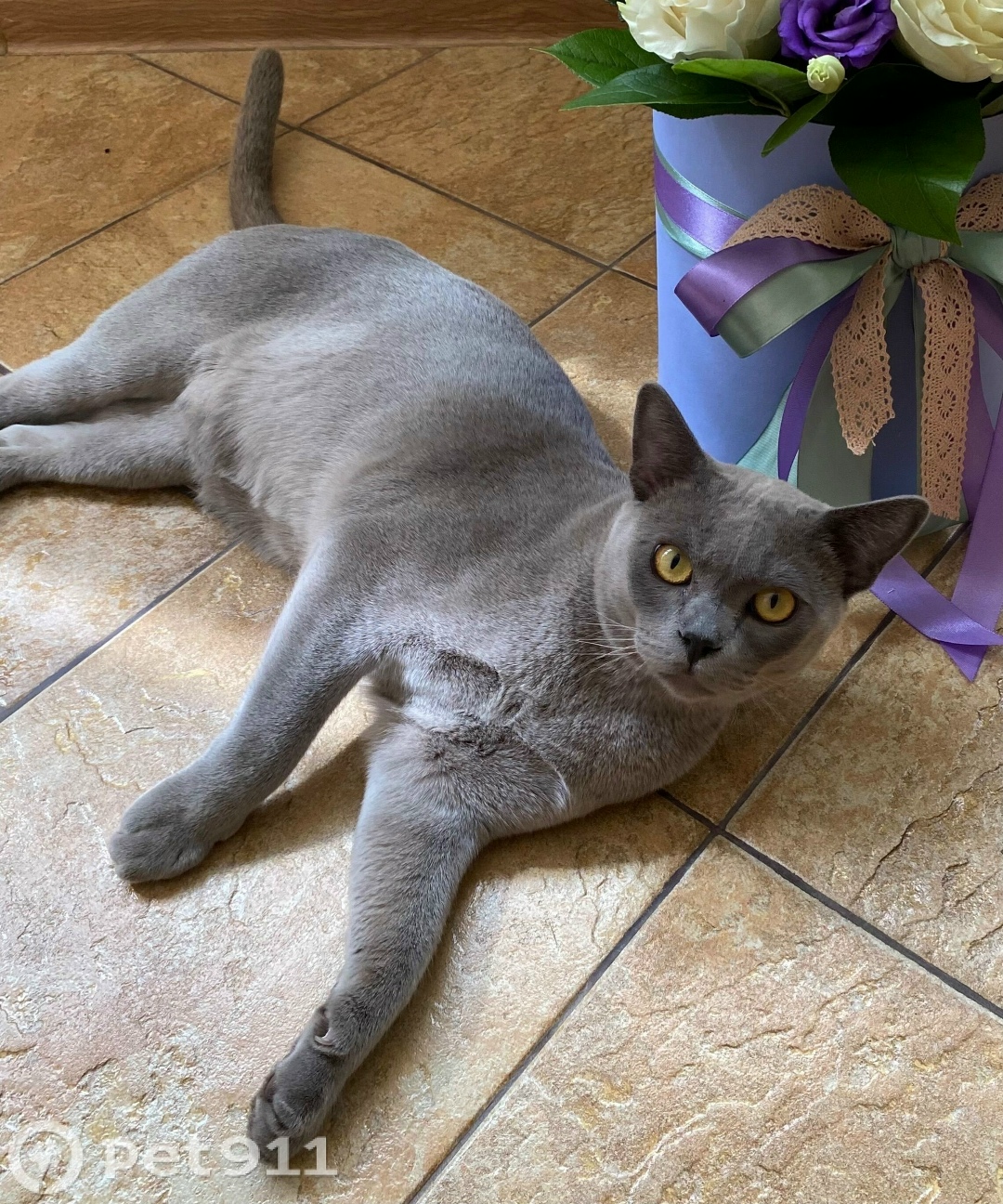 Пропала кошка в Вологде — фото объявления