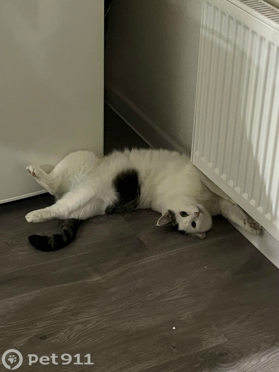 Пропала кошка в Вологде — фото объявления