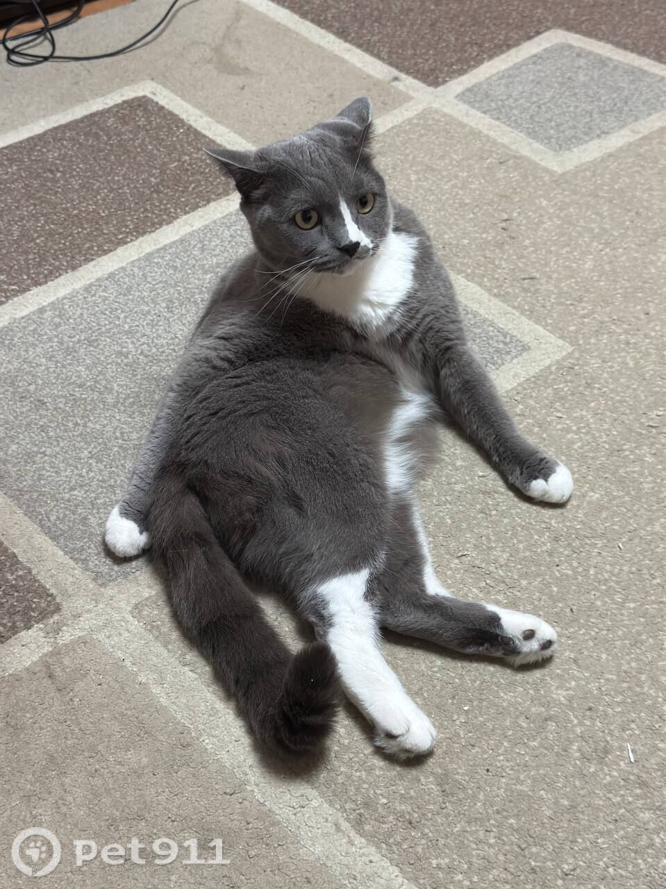 Пропала кошка в Вологде — фото объявления