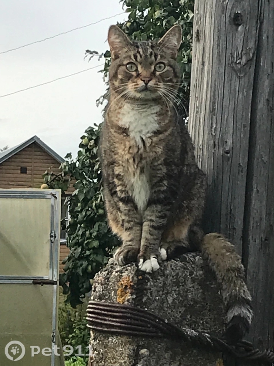 Найдена кошка в Вологде — фото объявления