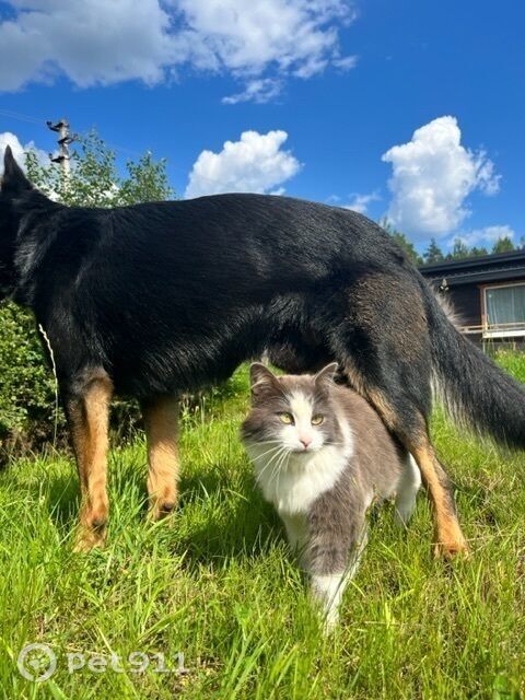 Пропала собака в Вологде — фото объявления