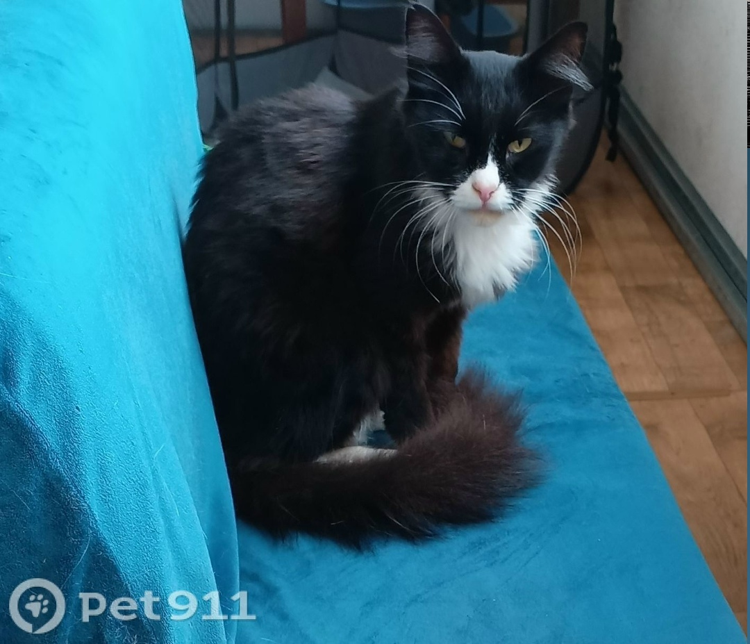 Найдена кошка в Вологде — фото объявления