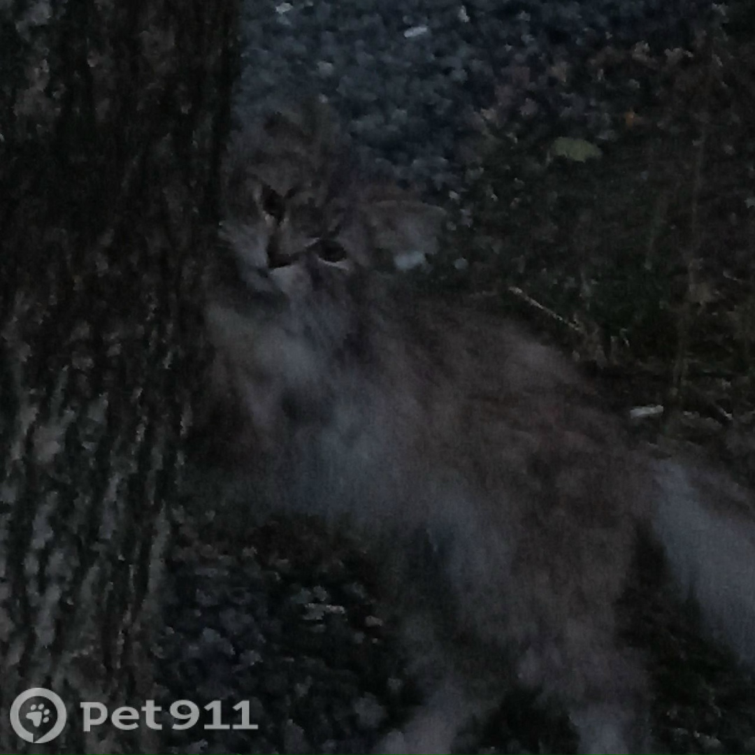 Найдена кошка в Вологде — фото объявления