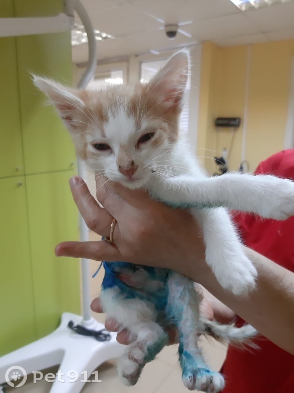 Найдена кошка в Вологде — фото объявления