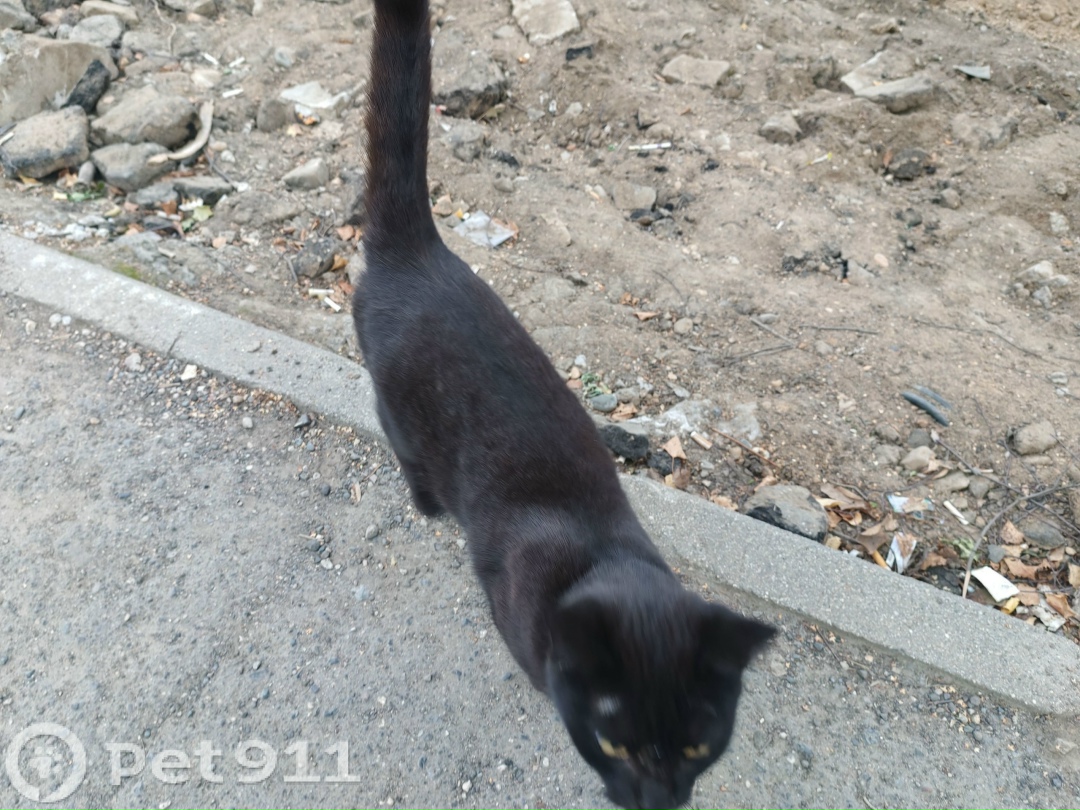 Найдена кошка в Вологде — фото объявления