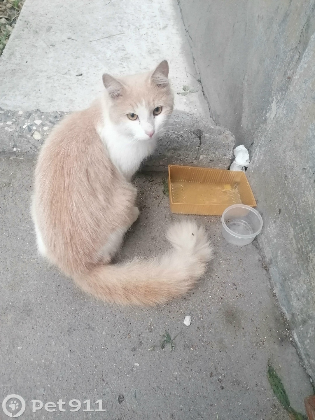 Найдена кошка в Вологде — фото объявления