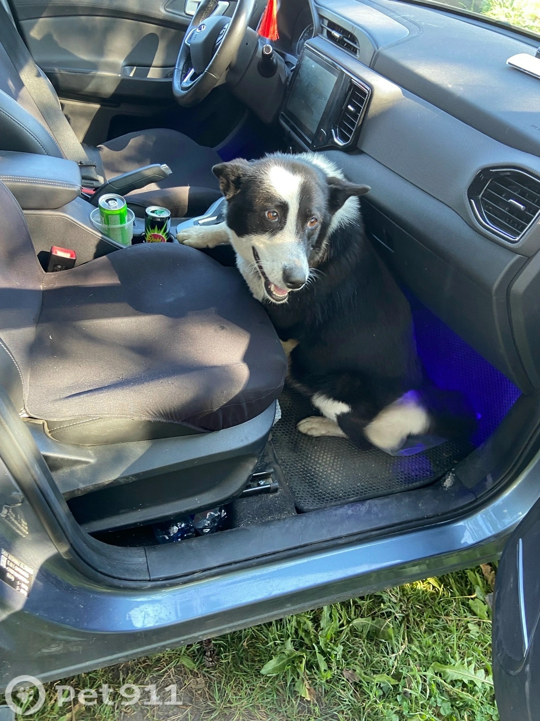 Пропала собака в Вологде — фото объявления