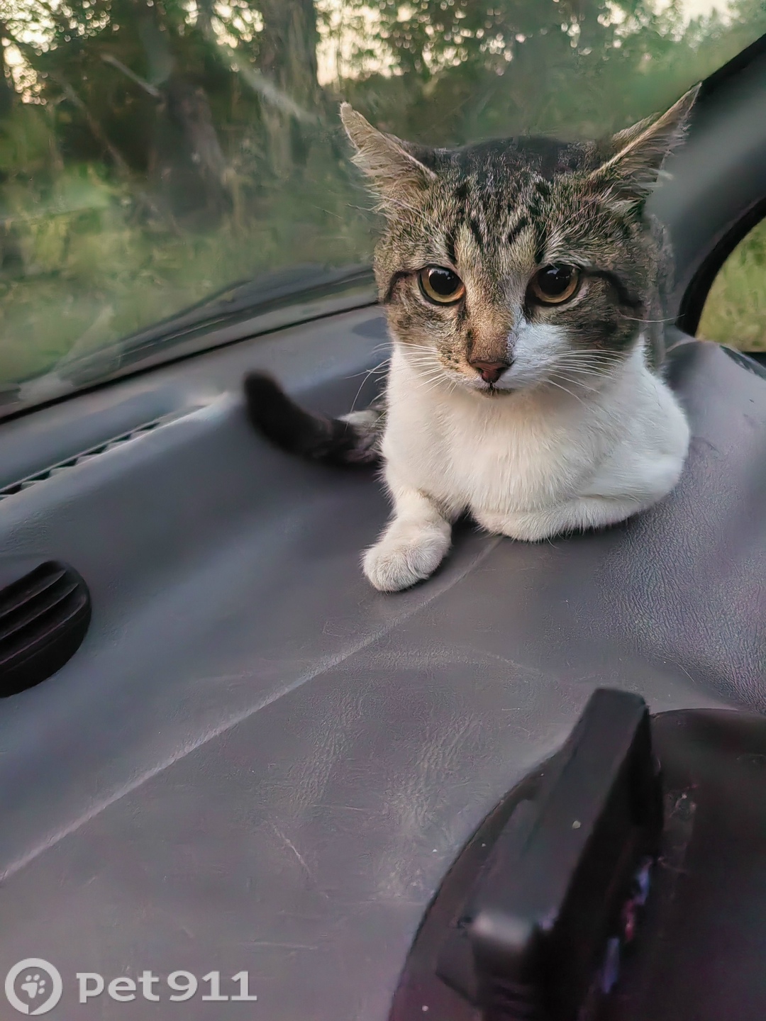 Найдена кошка в Вологде — фото объявления