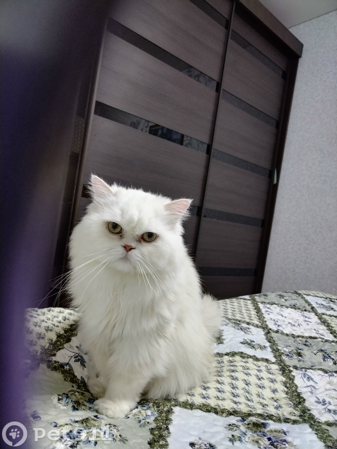 Пропала кошка в Вологде — фото объявления