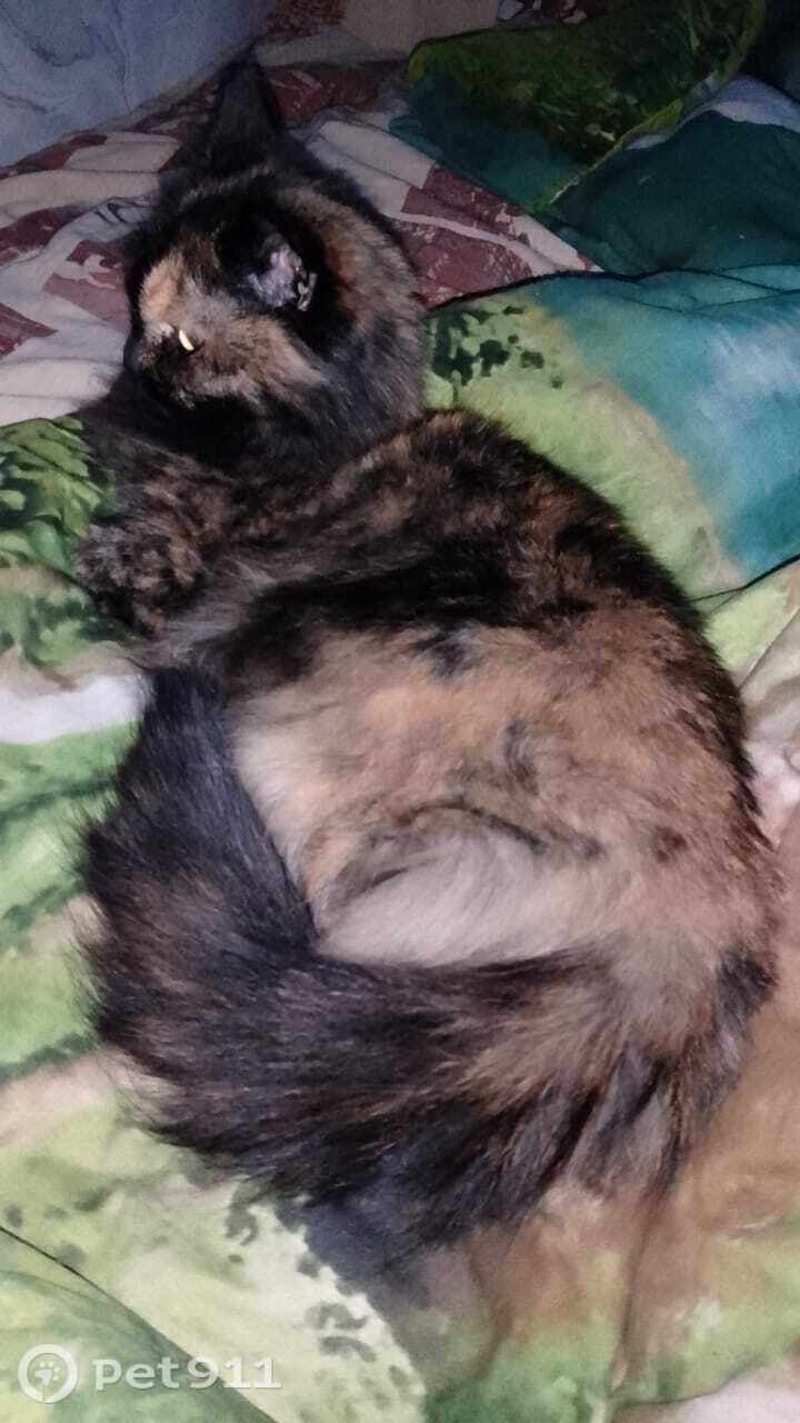 Пропала кошка в Вологде — фото объявления