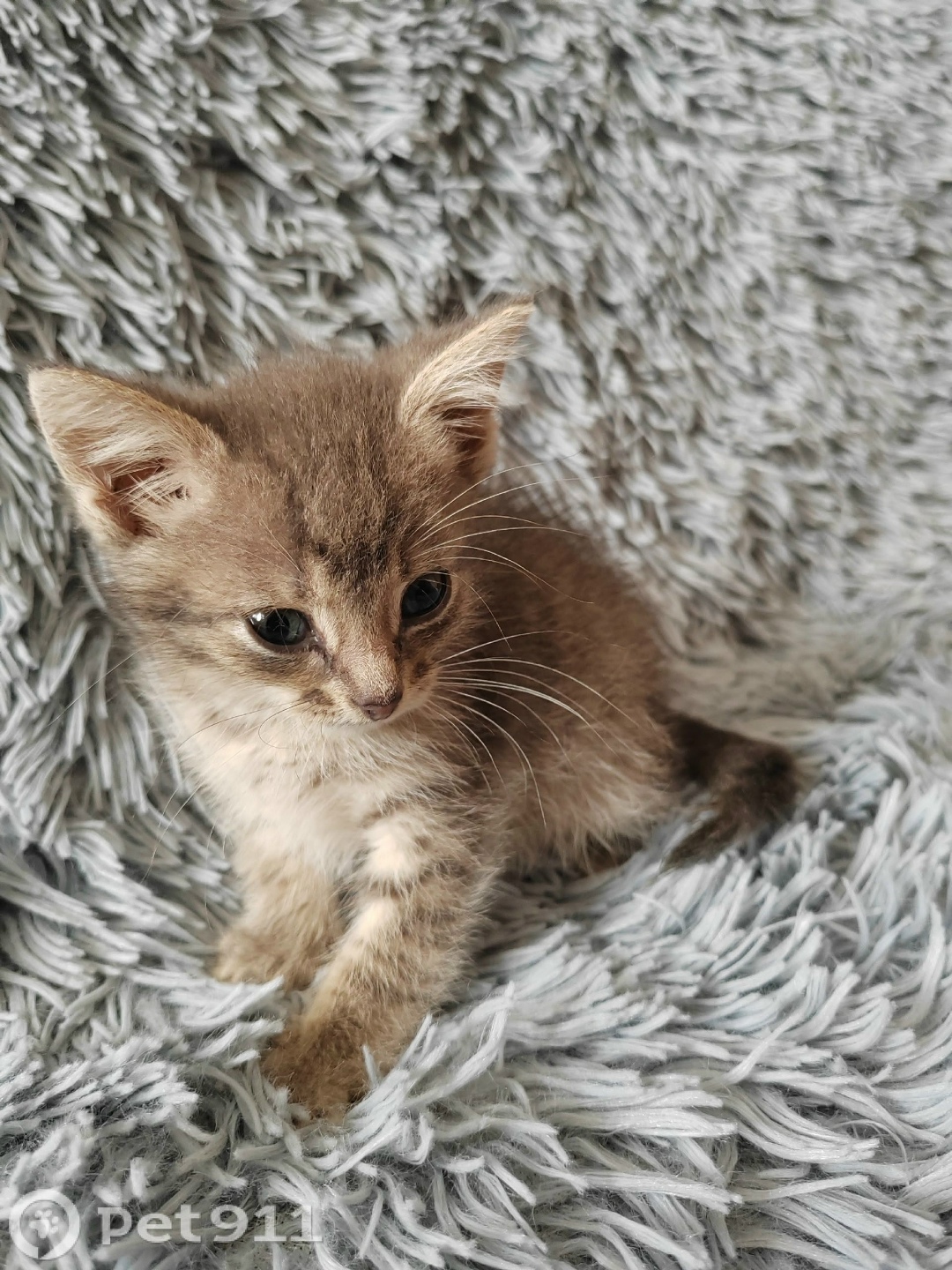 Найдена кошка в Вологде — фото объявления