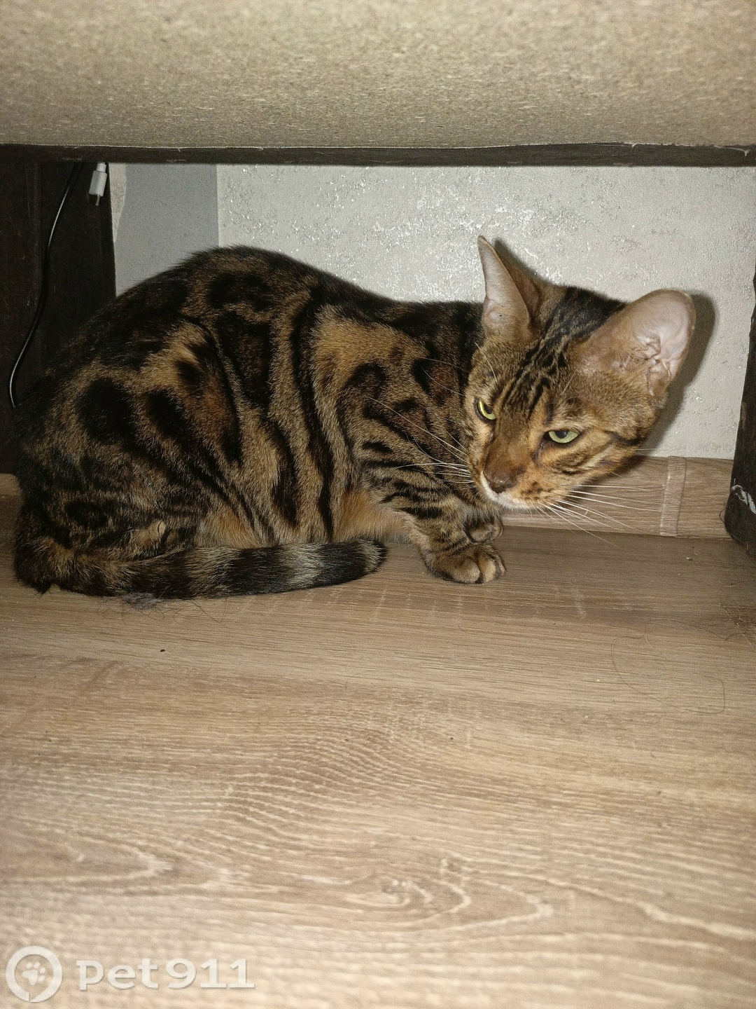 Найдена кошка в Вологде — фото объявления