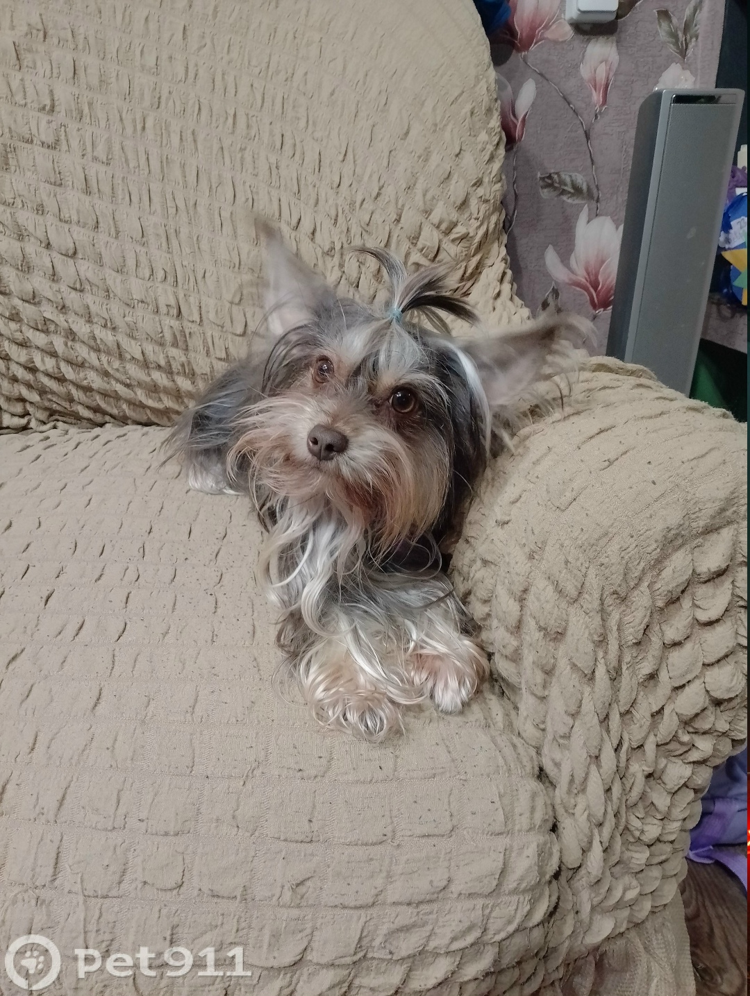 Пропала собака в Вологде — фото объявления