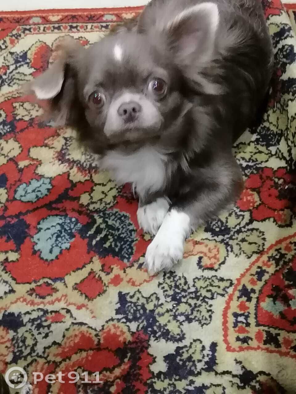 Пропала собака в Вологде — фото объявления