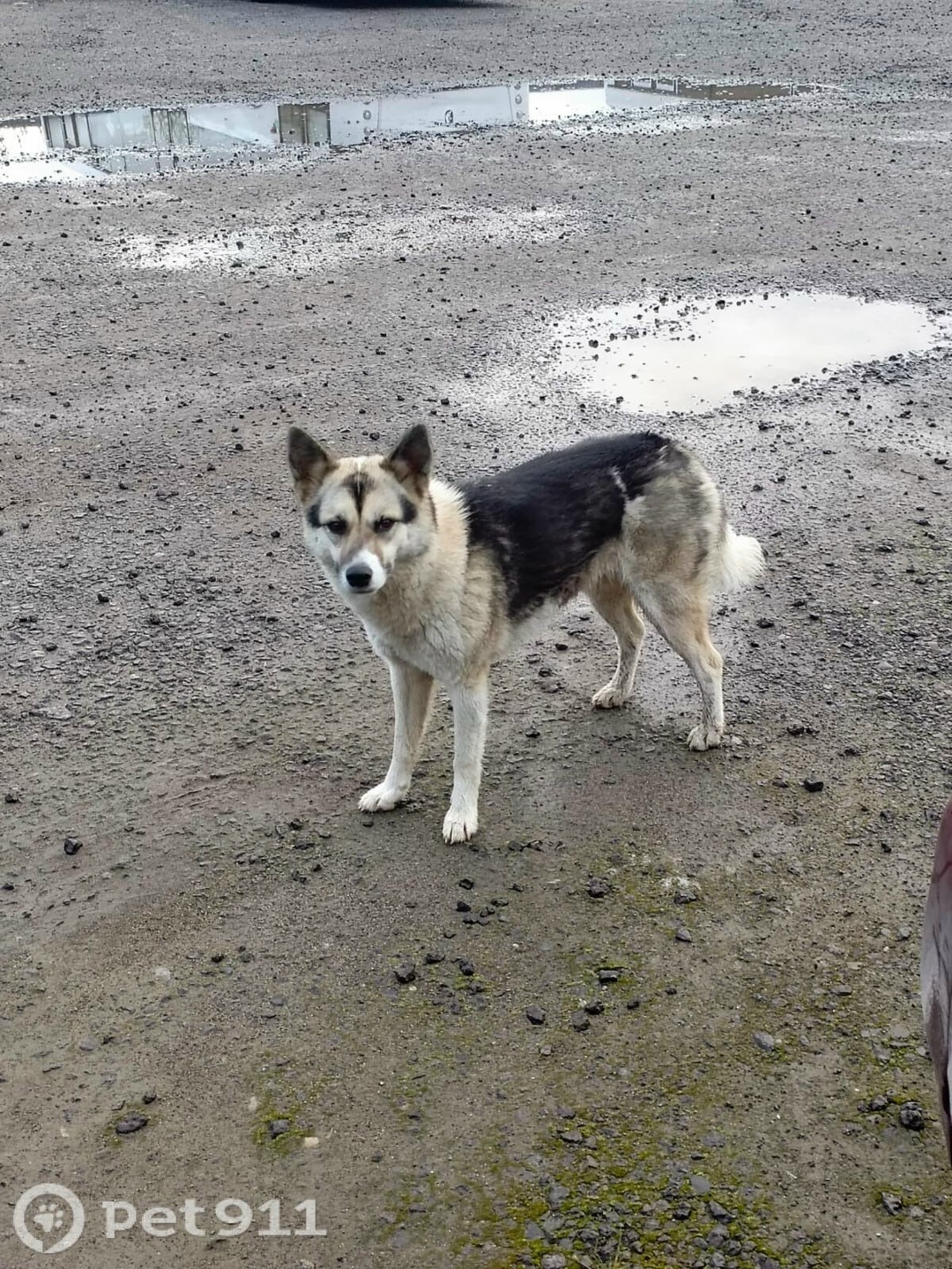 Найдена собака в Вологде — фото объявления