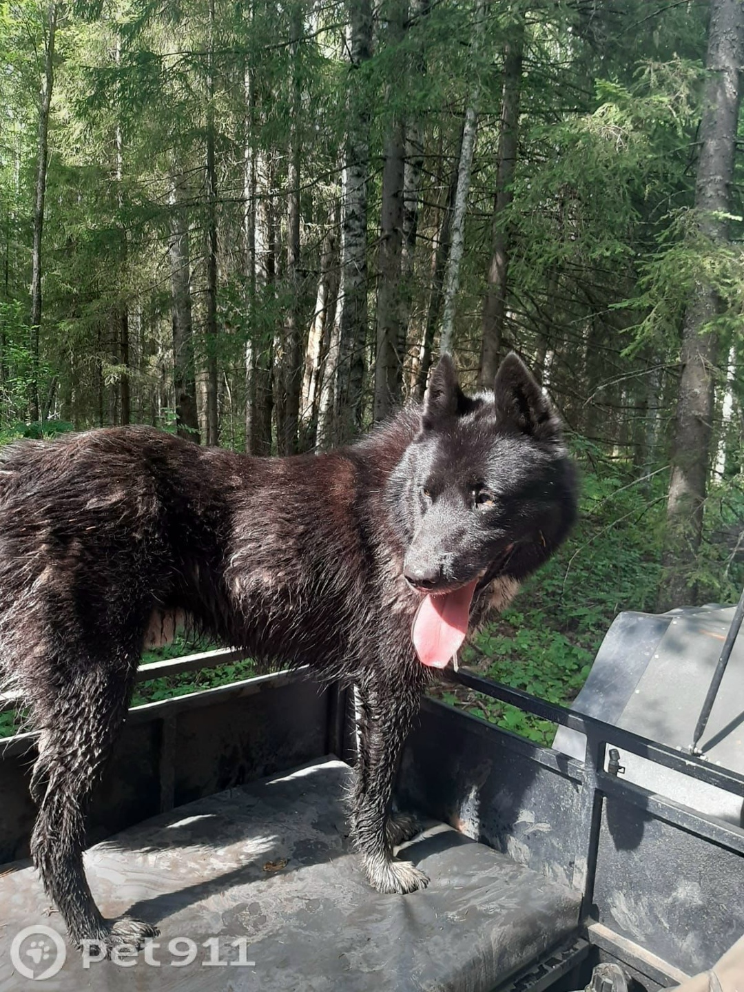 Пропала собака в Вологде — фото объявления