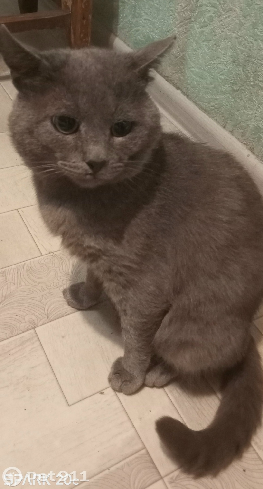 Пропала кошка в Вологде — фото объявления