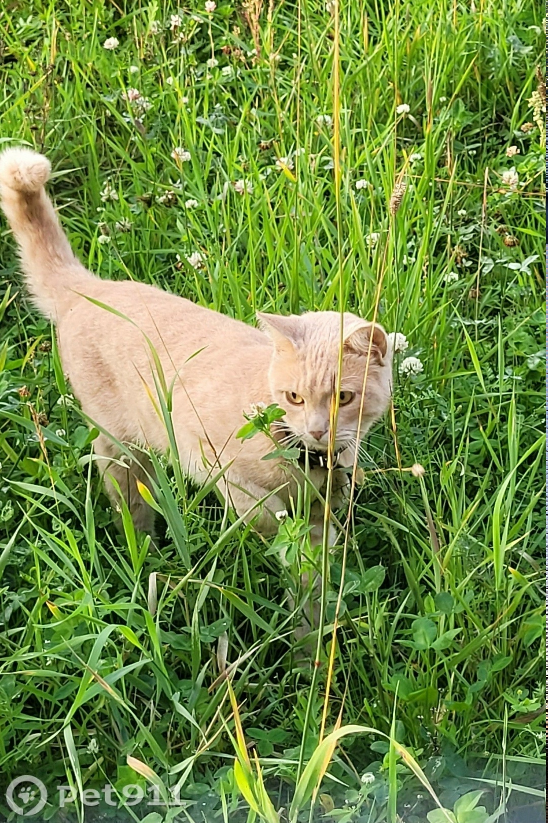 Найдена кошка в Вологде — фото объявления