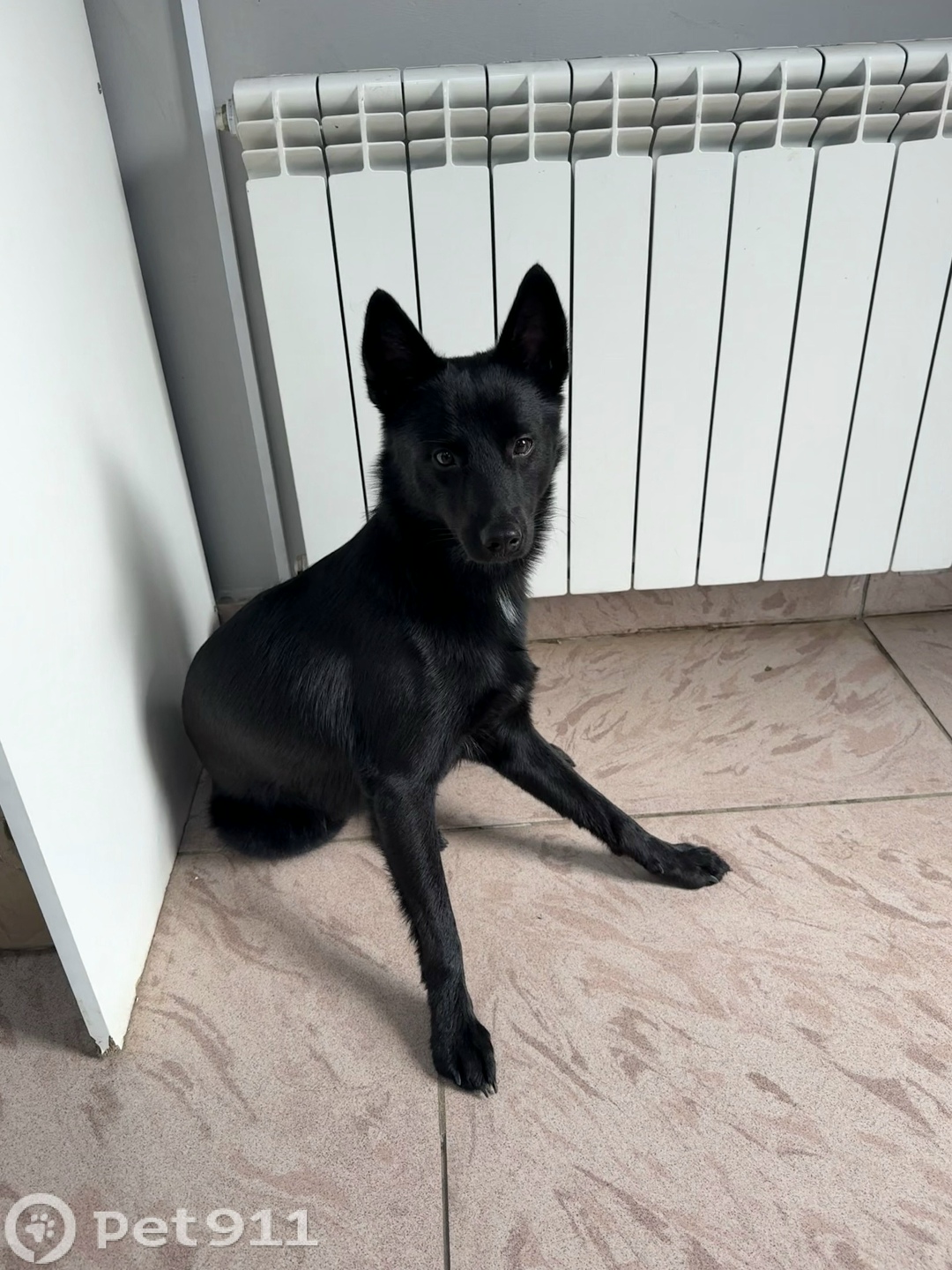 Найдена собака в Вологде — фото объявления