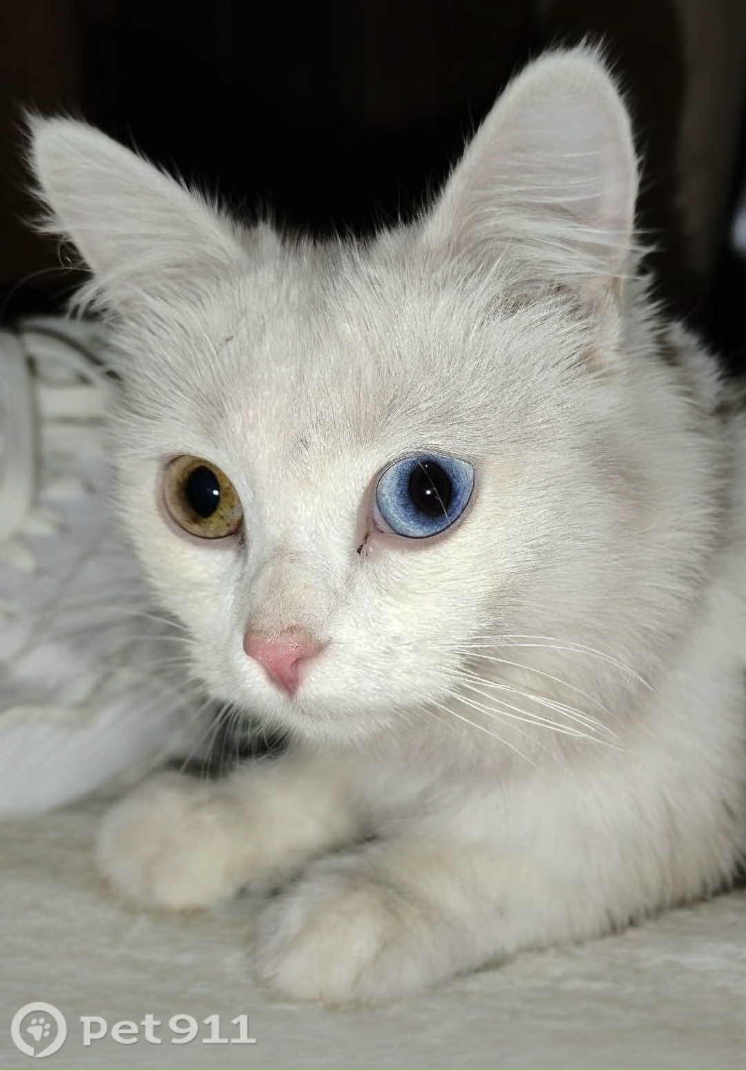 Найдена кошка в Вологде — фото объявления