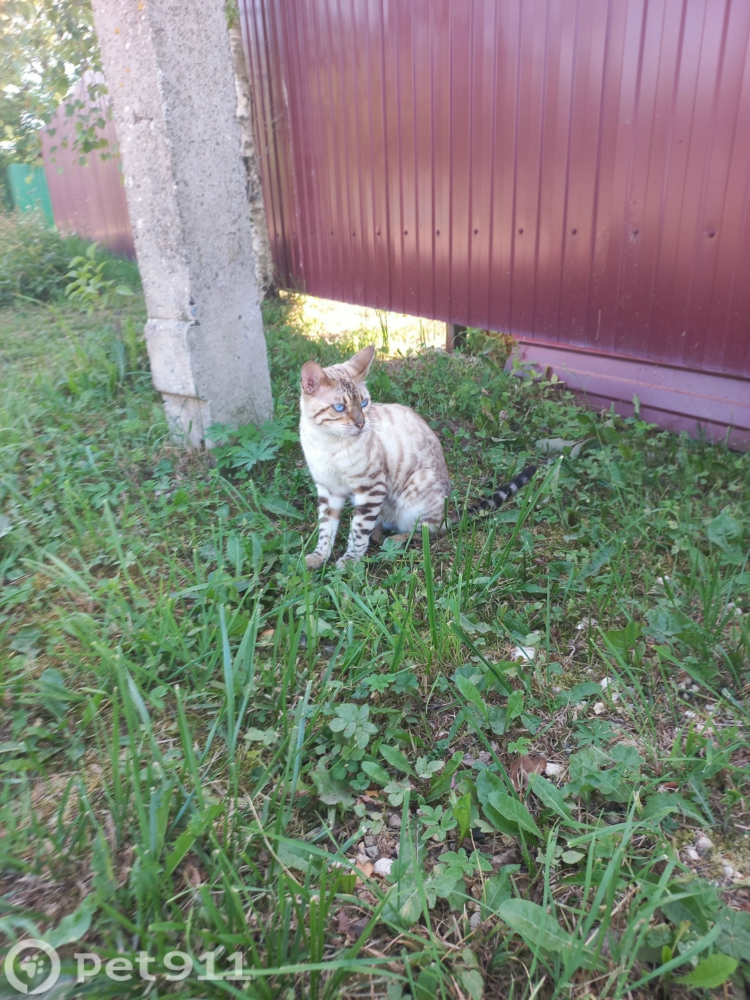 Найдена кошка в Вологде — фото объявления