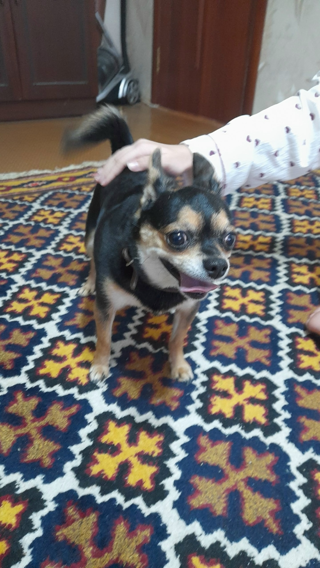 Найдена собака в Кургане — фото объявления