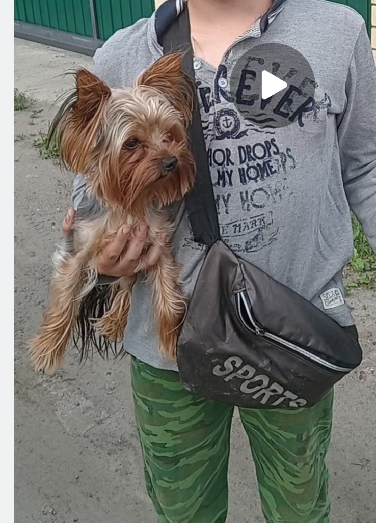 Пропала собака в Кургане — фото объявления