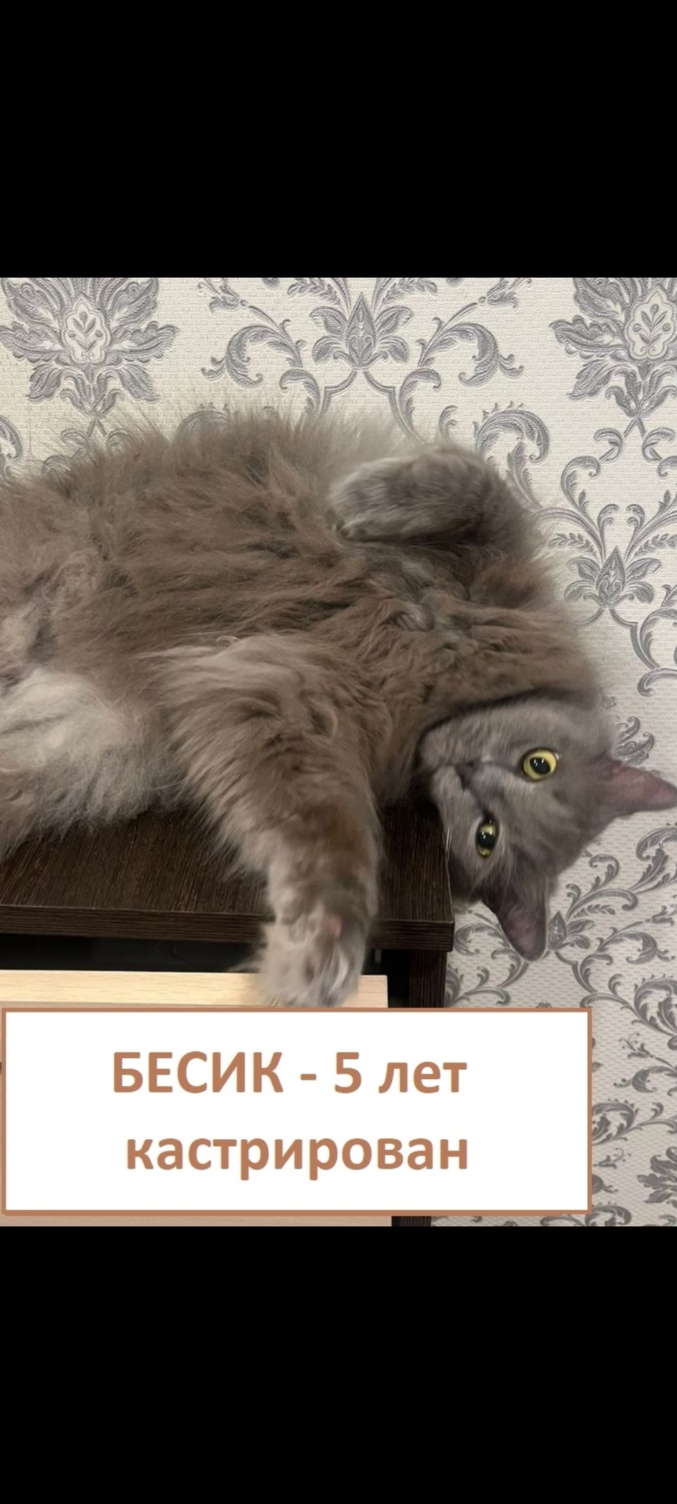 Пропала собака в Кургане — фото объявления