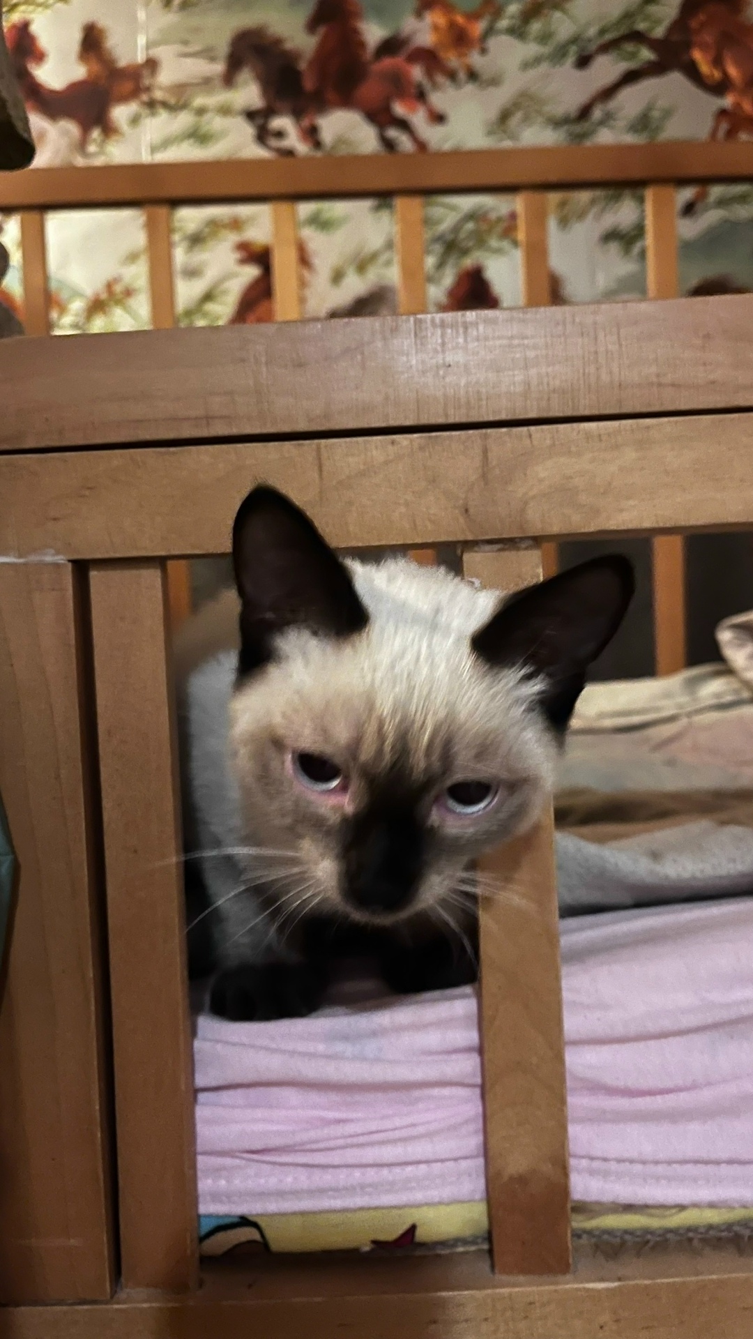 Найдена кошка в Кургане — фото объявления