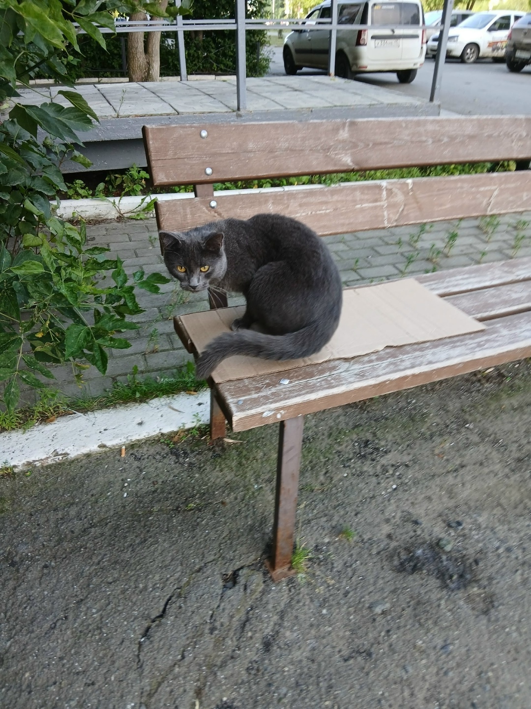 Пропала кошка в Кургане — фото объявления