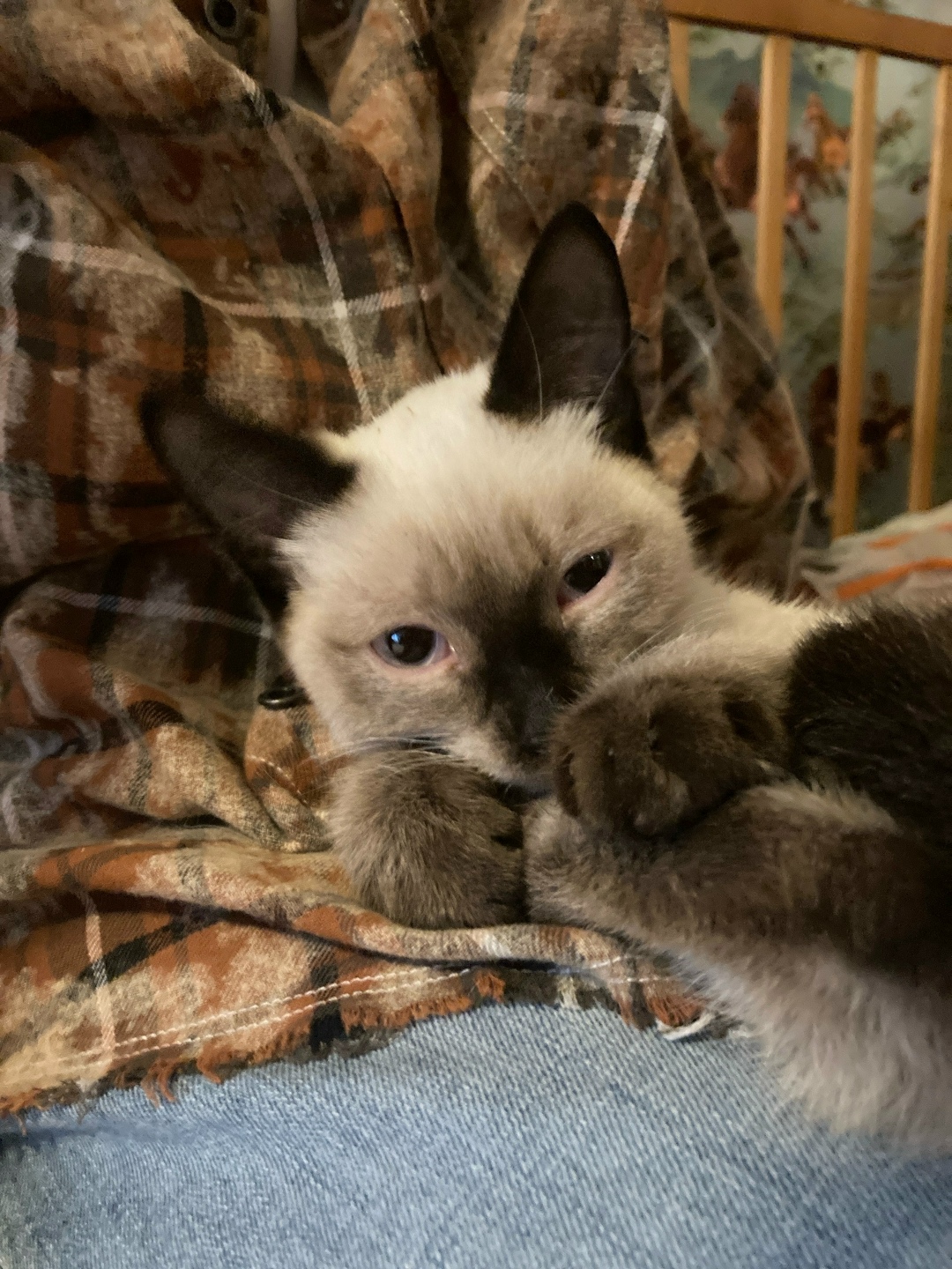 Найдена кошка в Кургане — фото объявления