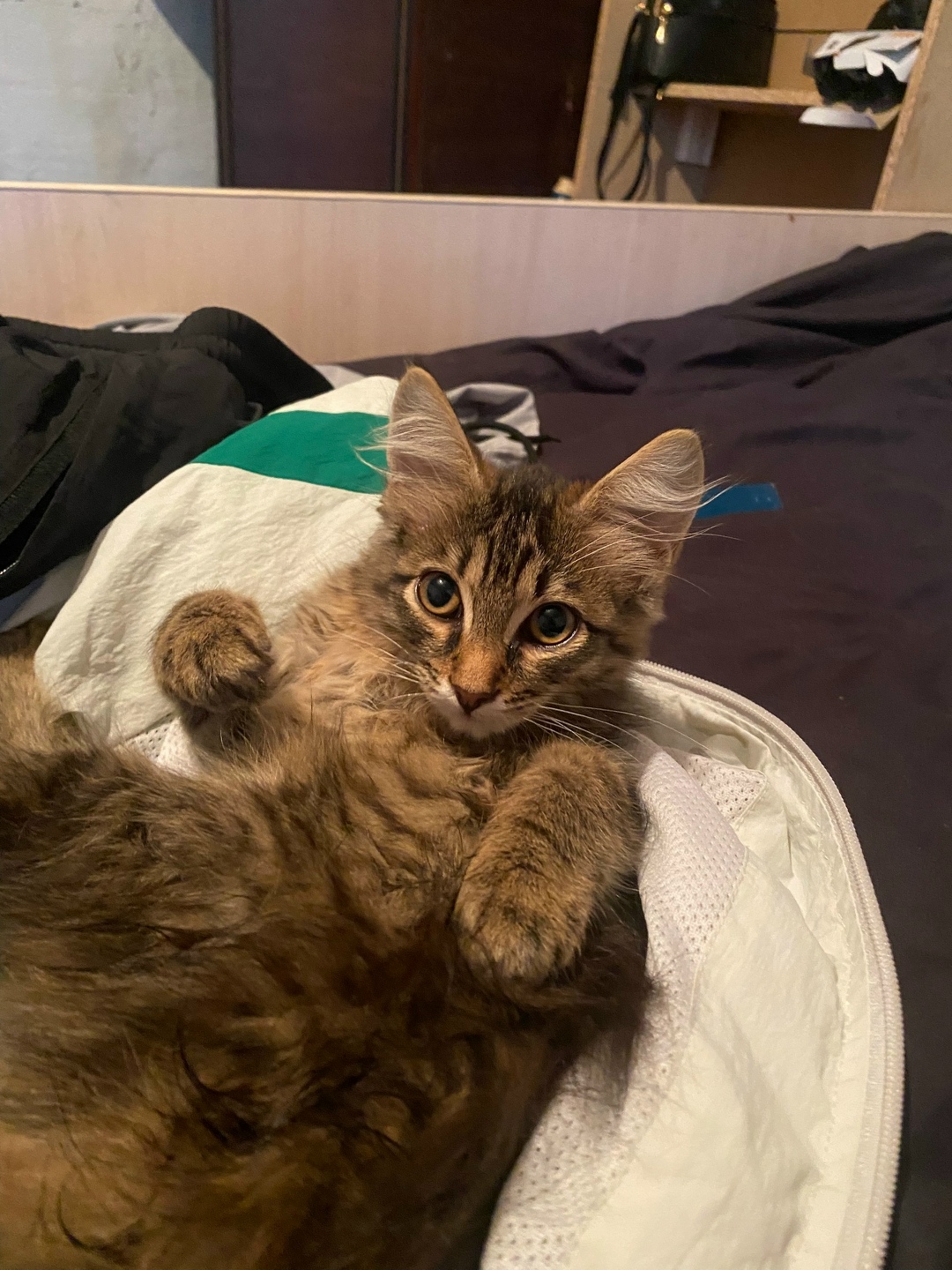 Пропала собака в Кургане — фото объявления