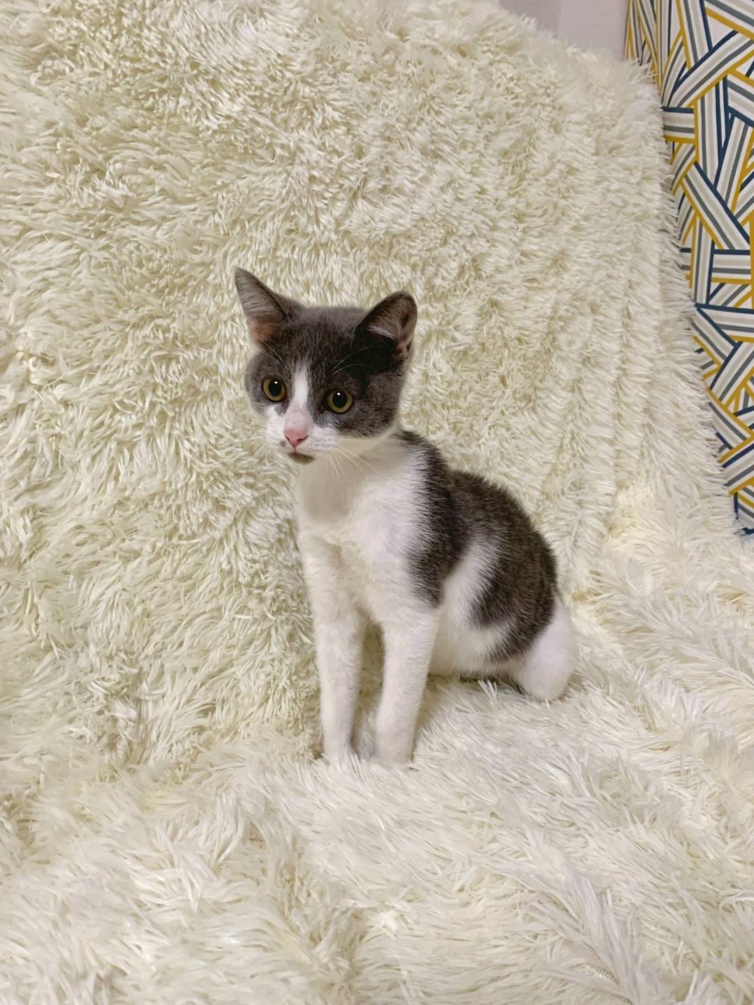 Найдена кошка в Кургане — фото объявления