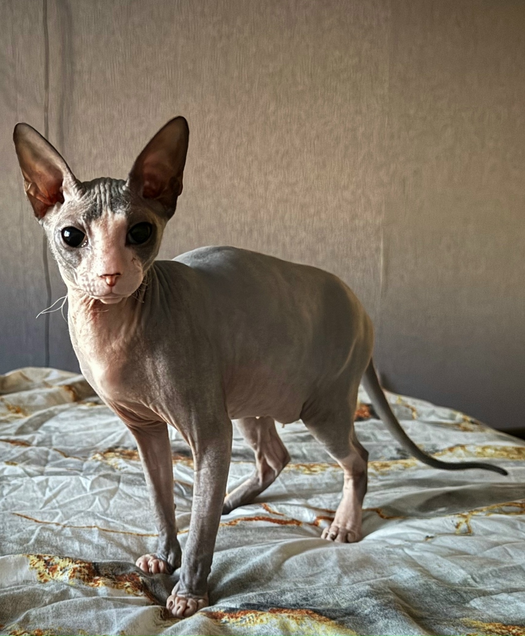 Пропала кошка в Кургане — фото объявления