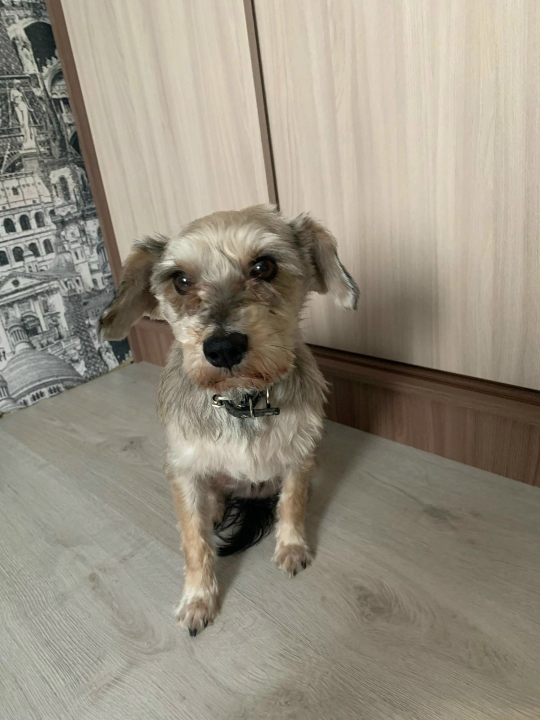 Пропала собака в Кургане — фото объявления