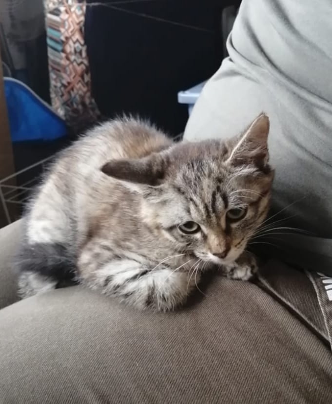 Найдена кошка в Кургане — фото объявления