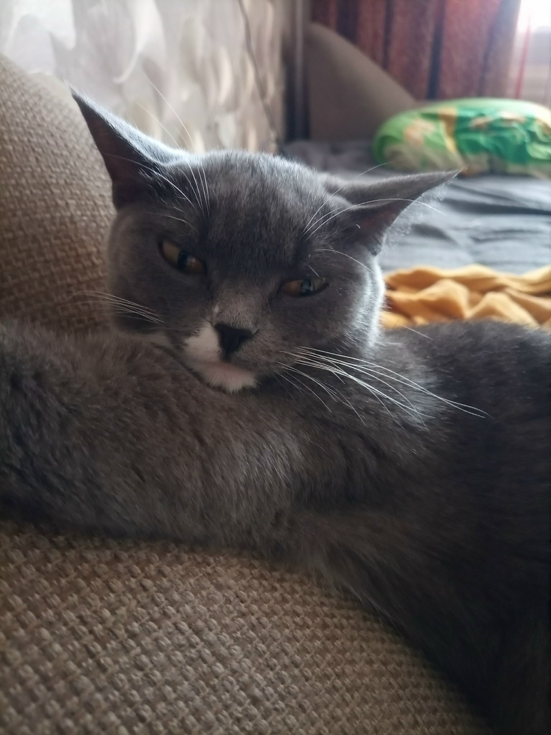 Пропала кошка в Кургане — фото объявления