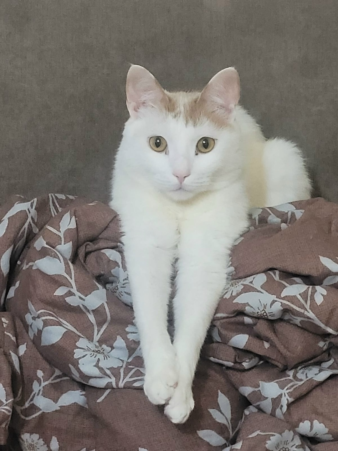 Пропала кошка в Кургане — фото объявления