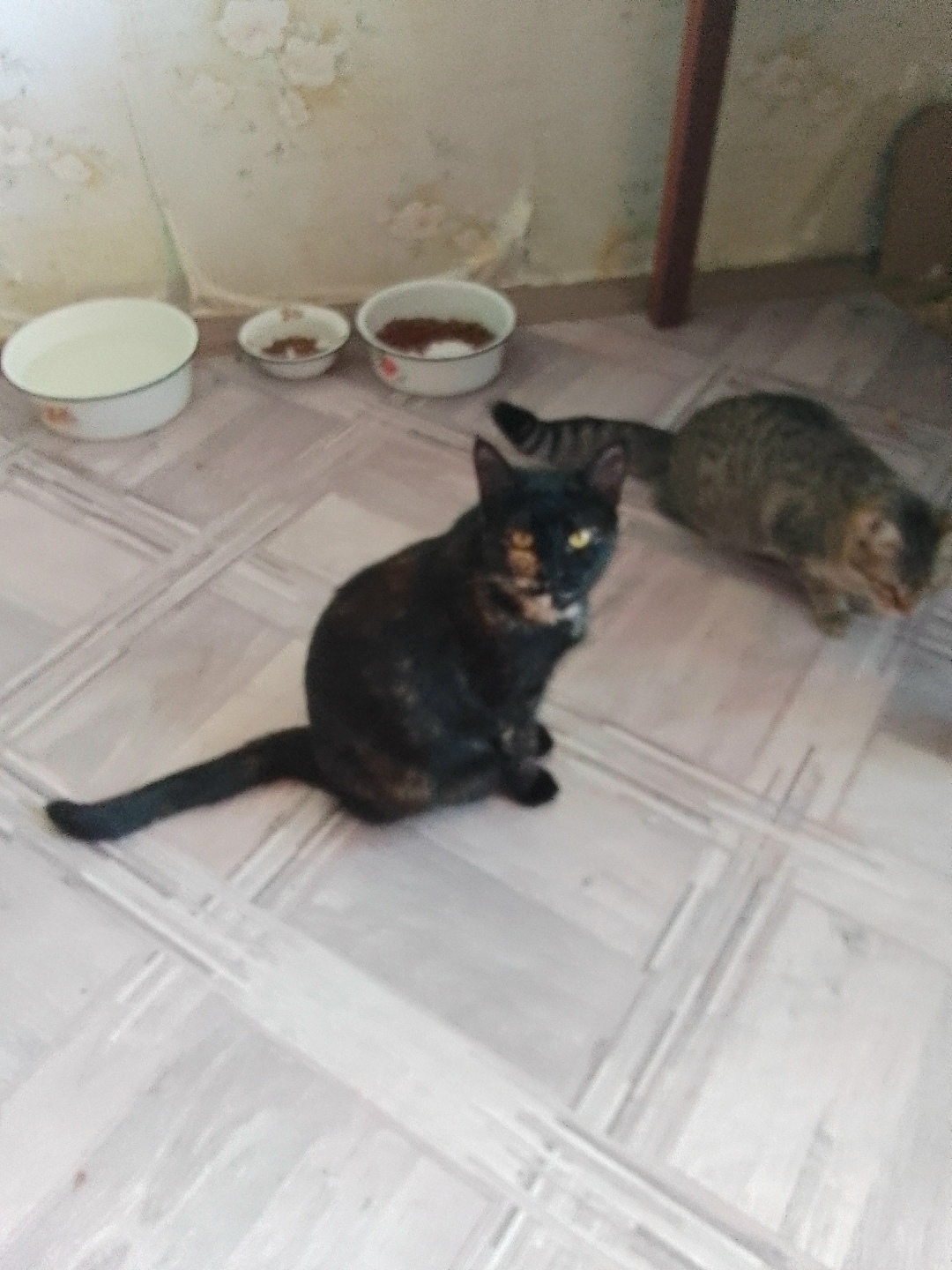 Найдена кошка в Кургане — фото объявления