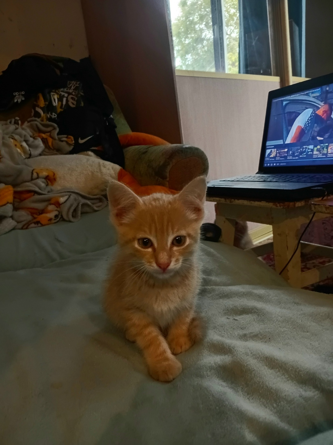 Найдена кошка в Кургане — фото объявления