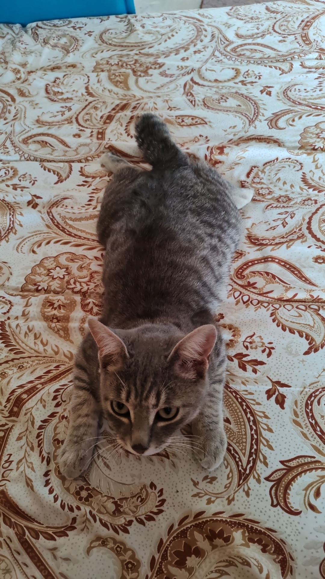 Пропала кошка в Кургане — фото объявления