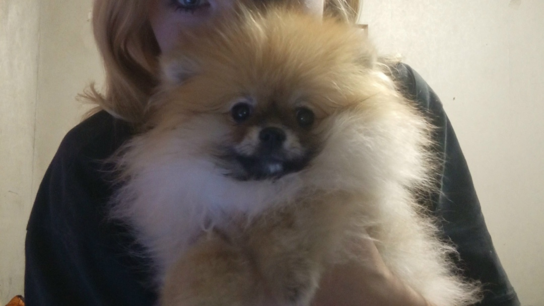 Пропала собака в Кургане — фото объявления