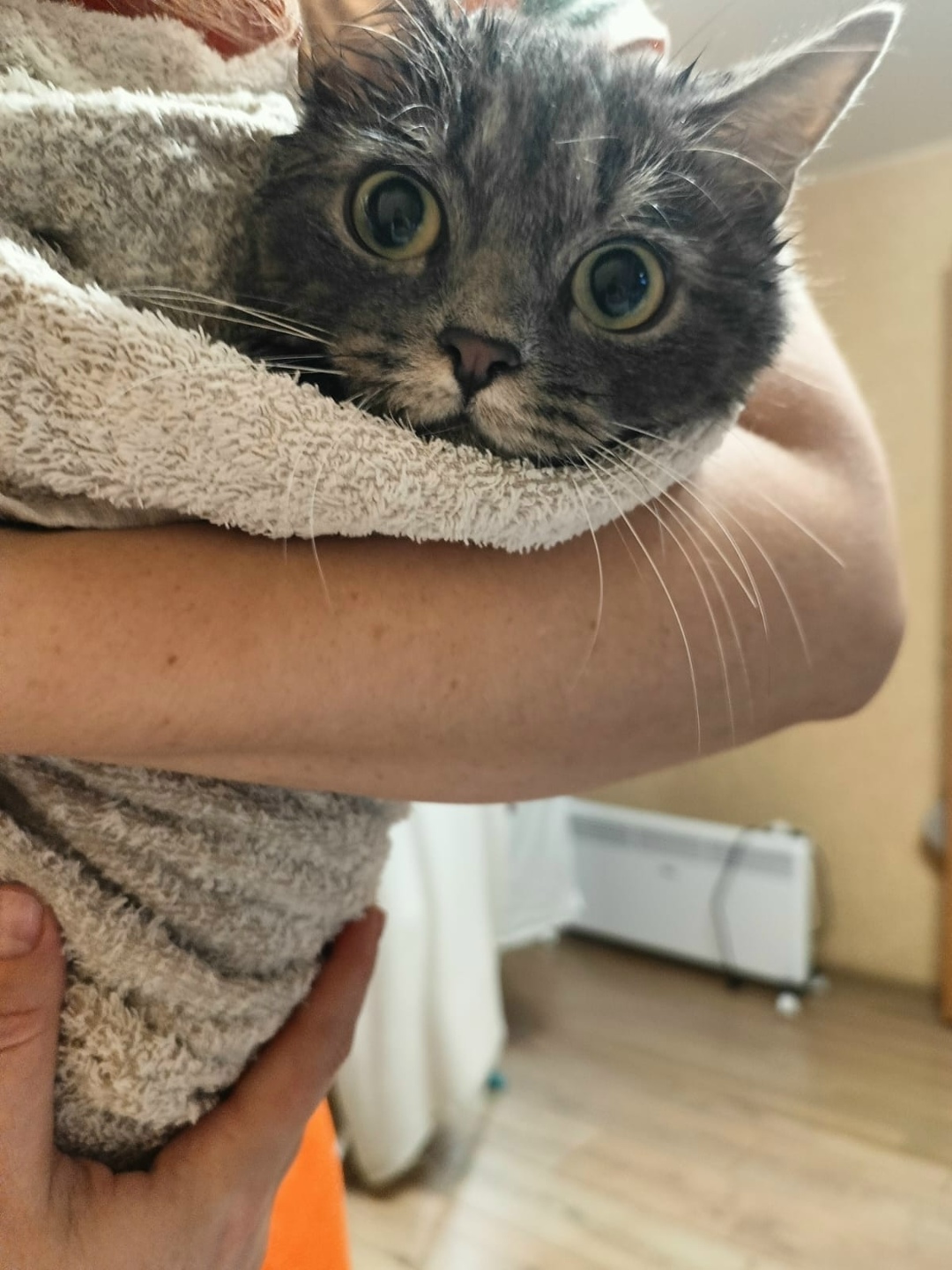 Пропала кошка в Кургане — фото объявления