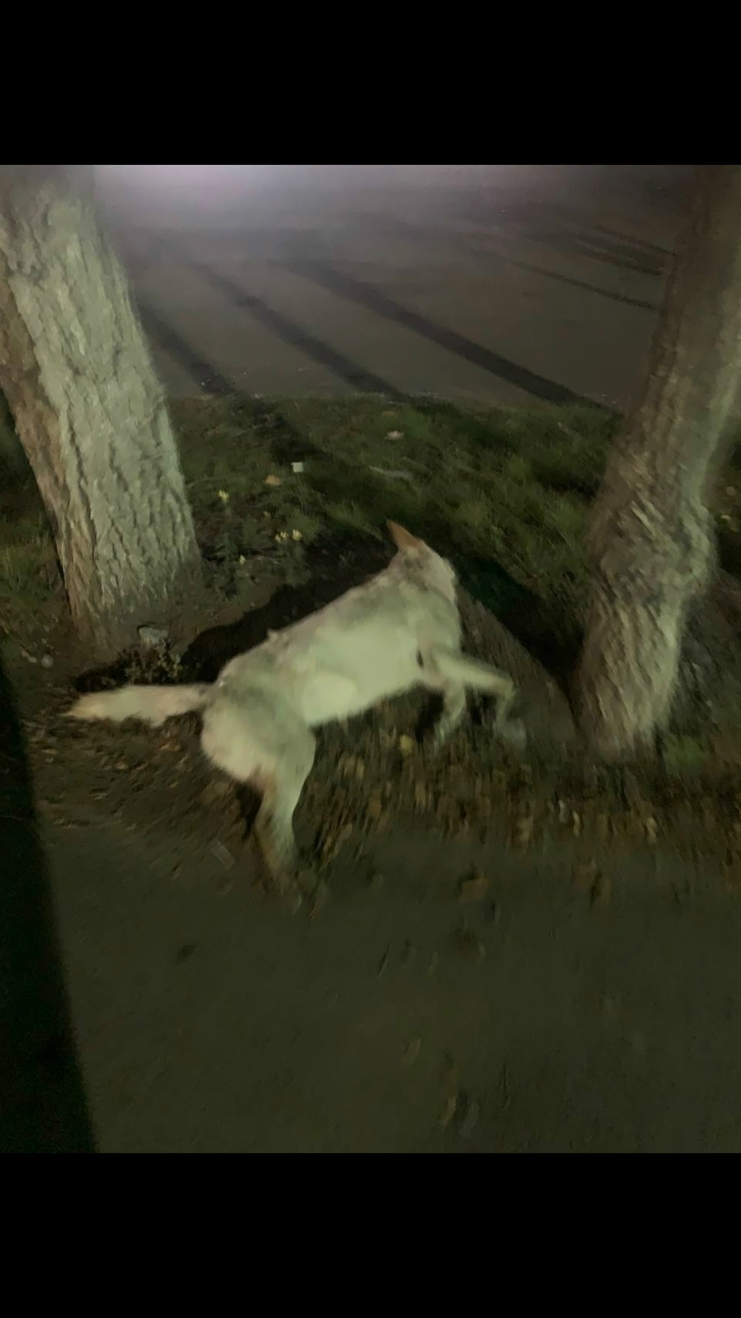 Пропала собака в Кургане — фото объявления