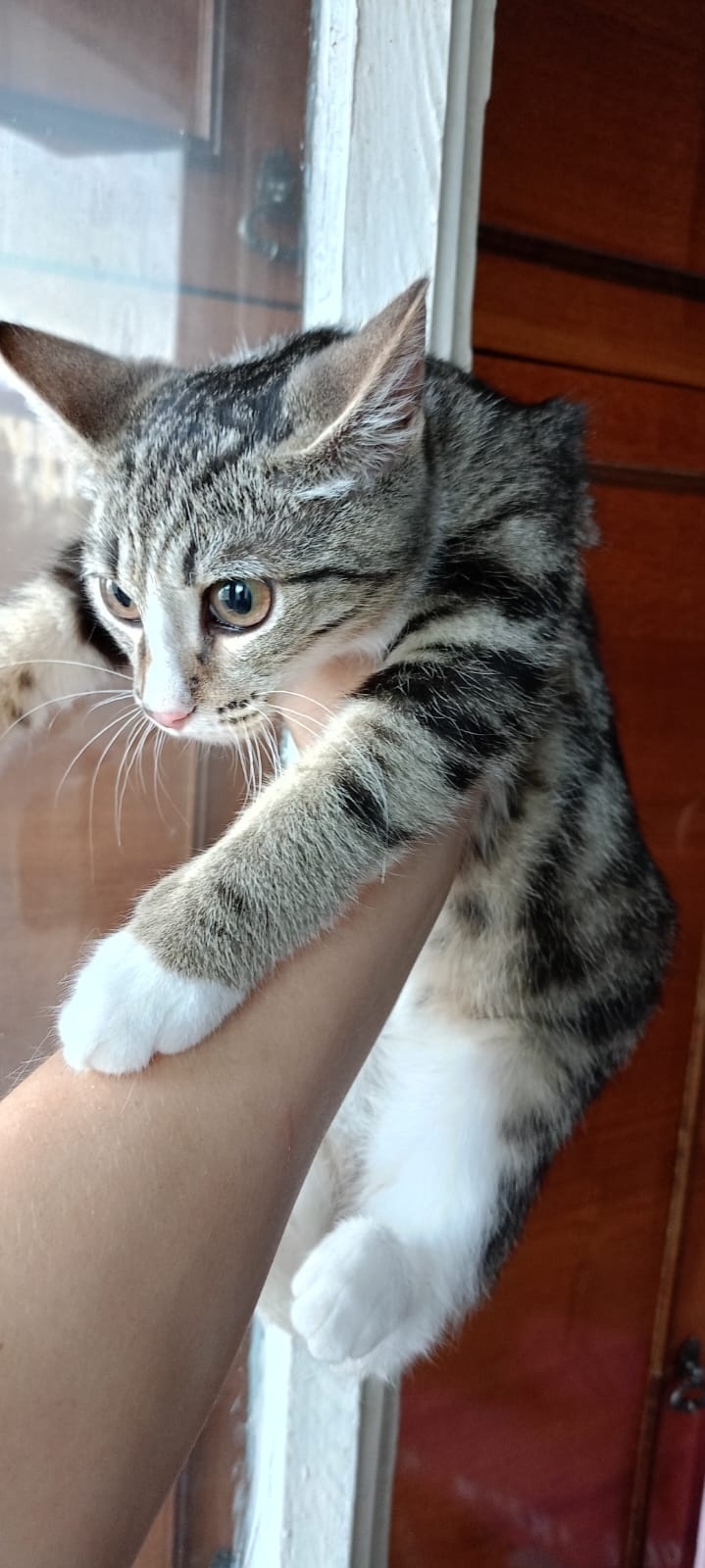Найдена кошка в Кургане — фото объявления