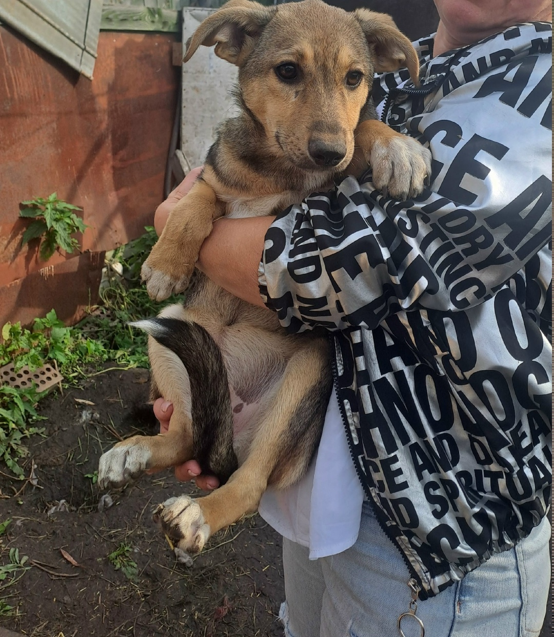 Найдена собака в Кургане — фото объявления