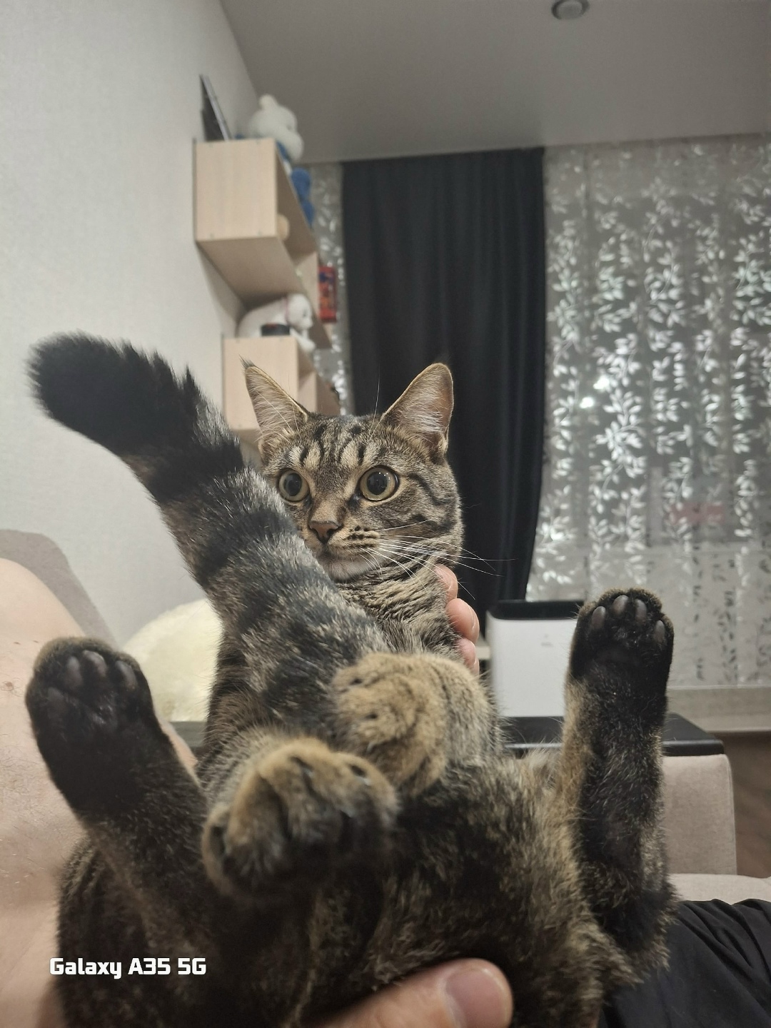 Пропала кошка в Кургане — фото объявления