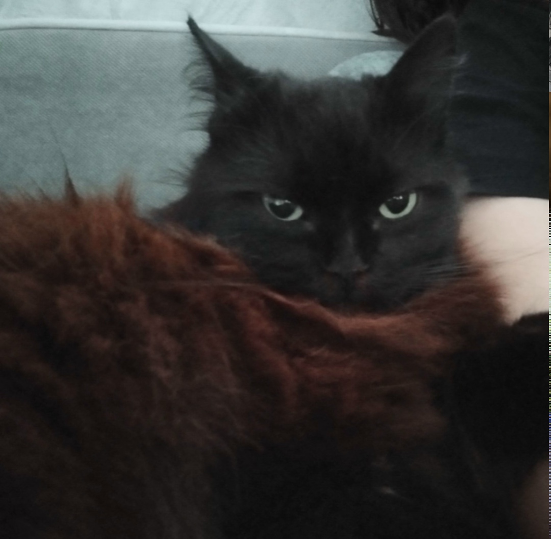 Пропала кошка в Кургане — фото объявления